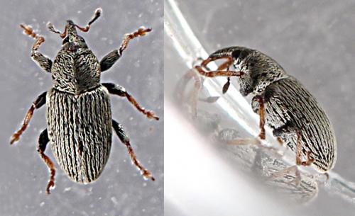 Réf. 232 155 : Tychius pusillus